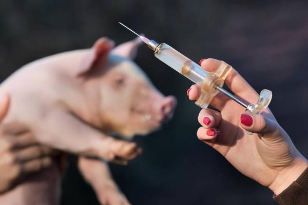 小猪身体和耳朵发紫的原因，主要是患有猪瘟、猪支原体肺炎等疾病导致