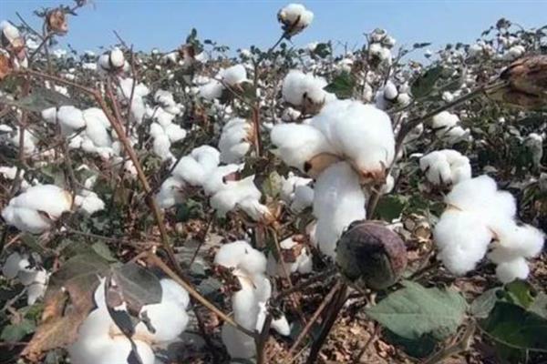 棉花吐絮期的采收要点，在没有露水的晴天进行采收工作