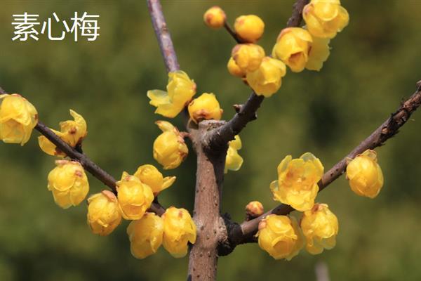 腊梅能否泡茶，采摘后晾晒1-2天便可用开水冲服