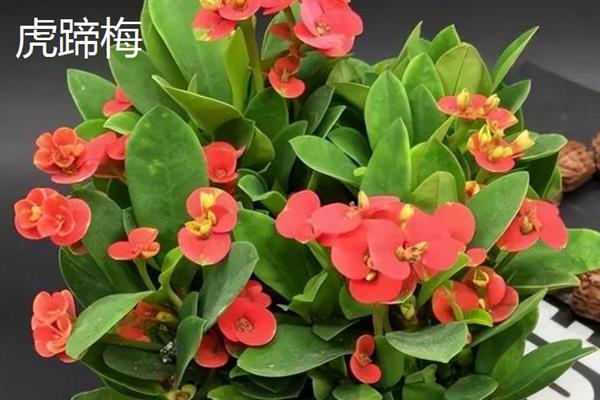 腊梅能否泡茶，采摘后晾晒1-2天便可用开水冲服