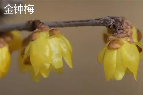 腊梅能否泡茶，采摘后晾晒1-2天便可用开水冲服