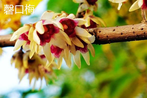 腊梅能否泡茶，采摘后晾晒1-2天便可用开水冲服