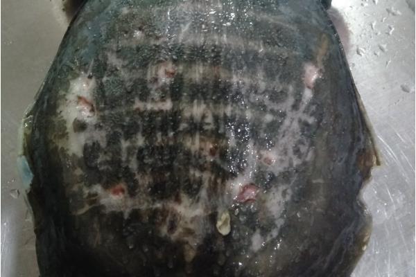 甲鱼穿孔病的防治方法，可采取减少投喂、用药改底等措施