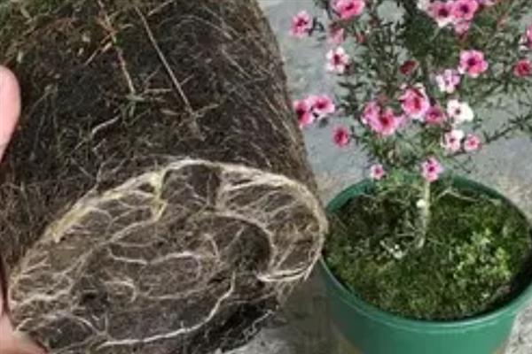 松红梅叶子发黄怎么解决，可遮阴防晒或更换盆土