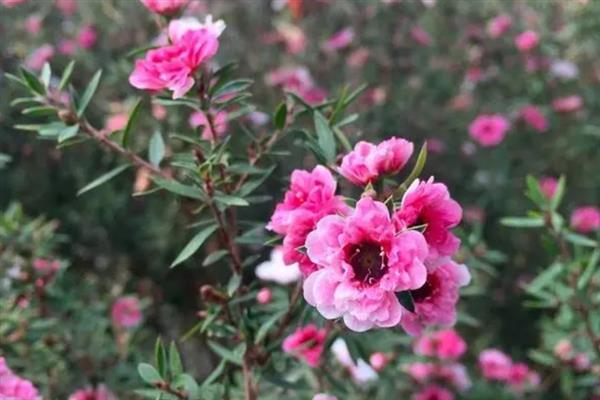 松红梅叶子发黄怎么解决，可遮阴防晒或更换盆土