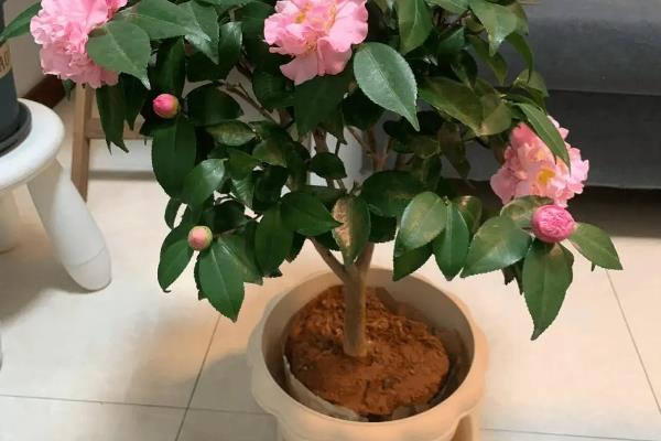 茶花的叶片为什么发黄，土壤不适、浇水不当等原因都会导致