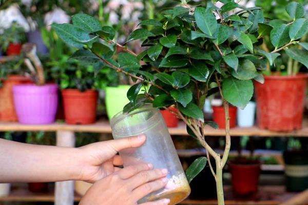 茶花的叶片为什么发黄，土壤不适、浇水不当等原因都会导致