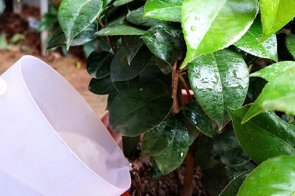 茶花的叶片为什么发黄，土壤不适、浇水不当等原因都会导致