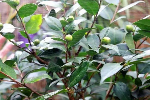 茶花的叶片为什么发黄，土壤不适、浇水不当等原因都会导致
