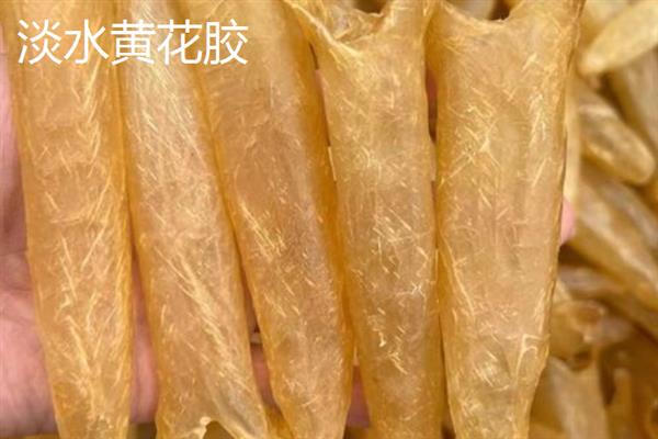 花胶的品种介绍，常见的有小米胶、蝴蝶胶、淡水黄花胶等