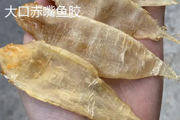 花胶的品种介绍，常见的有小米胶、蝴蝶胶、淡水黄花胶等
