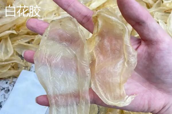 花胶的品种介绍，常见的有小米胶、蝴蝶胶、淡水黄花胶等