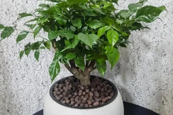 幸福树建议买一个还是一对，买一个还是一对都可以