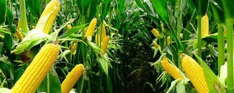 松玉6玉米品种简介，中抗灰斑病