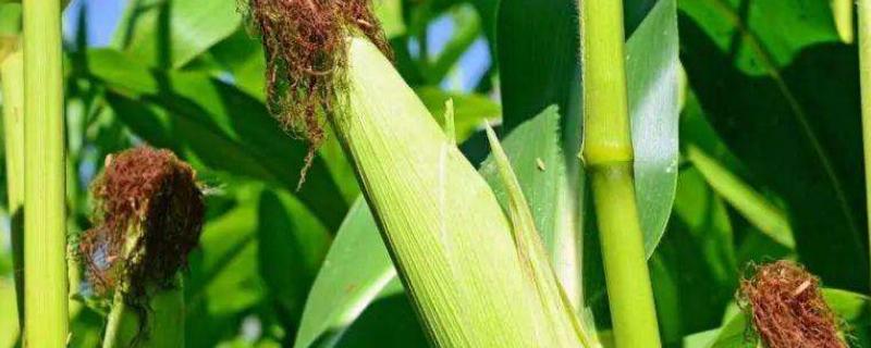 瑞康1501玉米种子介绍，4月下旬至5月上旬播种