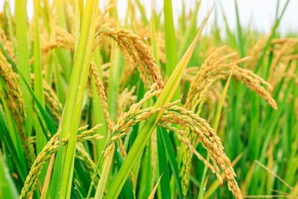 隆两优1319水稻品种简介，每亩插足基本苗6万以上