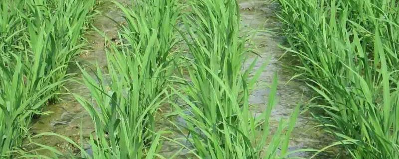 秋乡851水稻种子介绍，注意及时防治病虫害