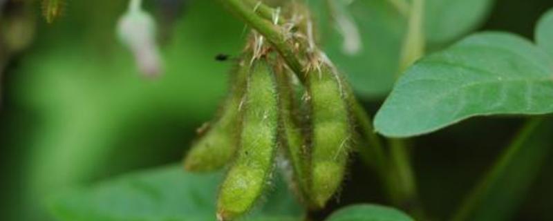 中黄313大豆种子特点，夏播种植