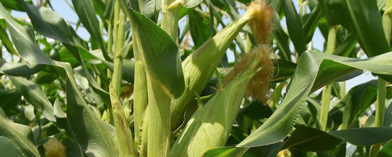 兆育160玉米种简介，生育期120天左右
