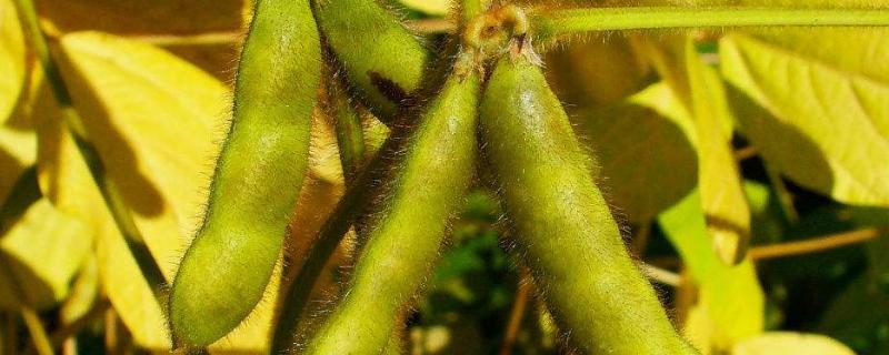 中黄74大豆种子特征特性，黄淮海夏大豆品种