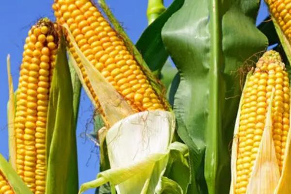 C1219玉米种子特征特性，适宜密度为4000株/亩
