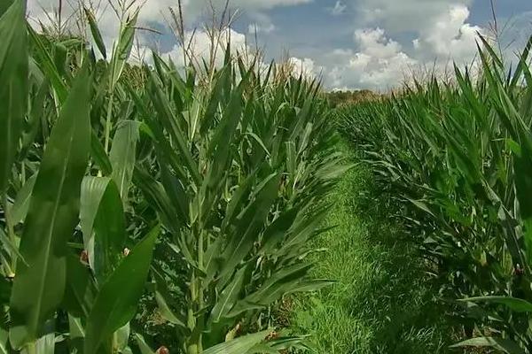 C1219玉米种子特征特性，适宜密度为4000株/亩