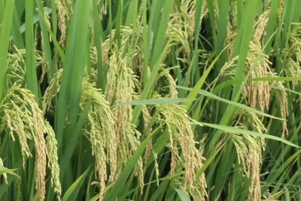 双优573水稻种子介绍，每亩有效穗数14.6万穗
