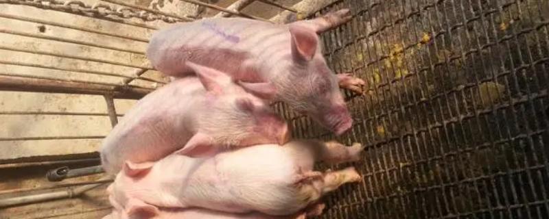 小猪身体和耳朵发紫的原因，主要是患有猪瘟、猪支原体肺炎等疾病导致