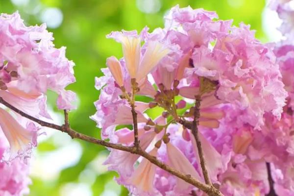 怎么鉴定紫花风铃木，从外观便可鉴别