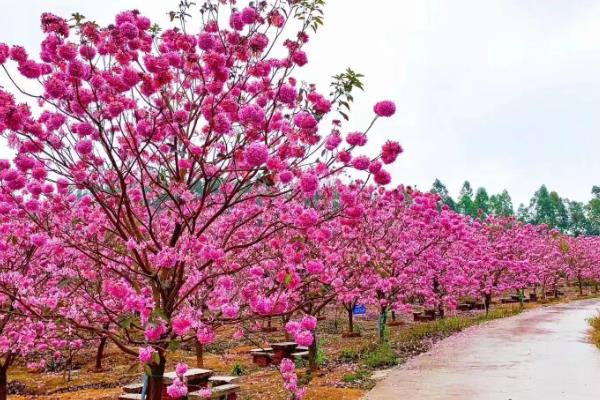 怎么鉴定紫花风铃木，从外观便可鉴别