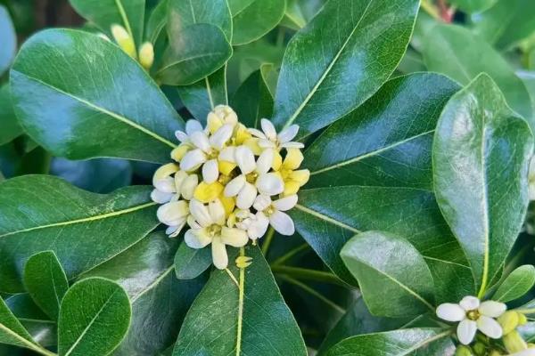 海桐花是不是蜜源植物，海桐花是蜜源植物