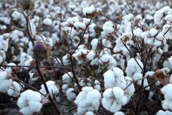金华杂6号棉花种子简介，每亩密度2000—2500株
