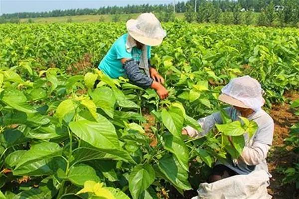 桑叶表面有没有绒毛，桑叶表面没有绒毛