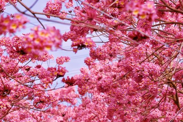 怎么鉴定紫花风铃木，从外观便可鉴别