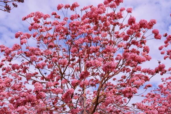 怎么鉴定紫花风铃木，从外观便可鉴别