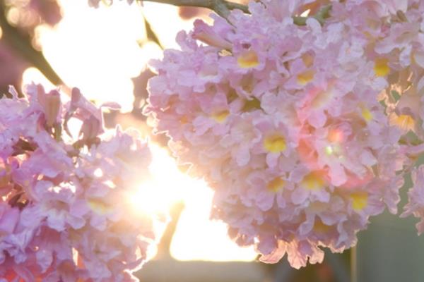 怎么鉴定紫花风铃木，从外观便可鉴别
