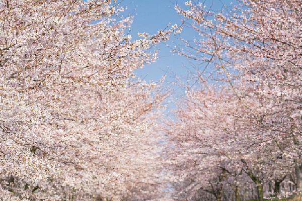贵州贵安樱花什么时候盛开，在每年3月盛开