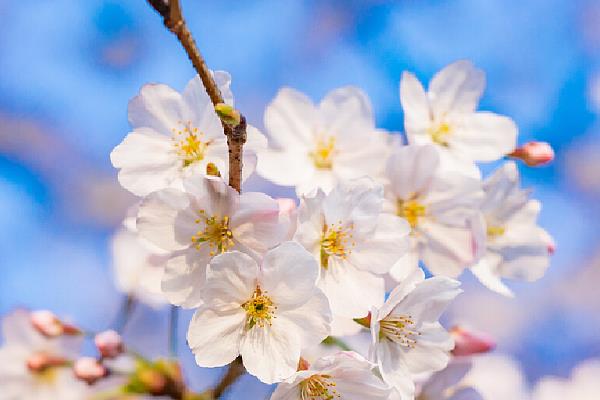 贵州贵安樱花什么时候盛开，在每年3月盛开