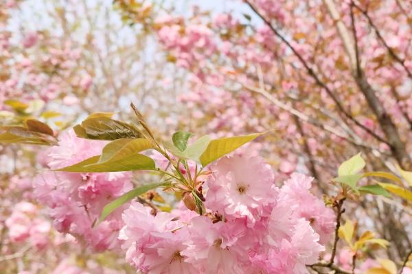 贵州贵安樱花什么时候盛开，在每年3月盛开